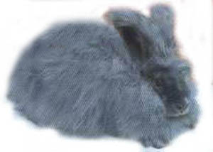 angora modrá