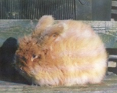 angora červena